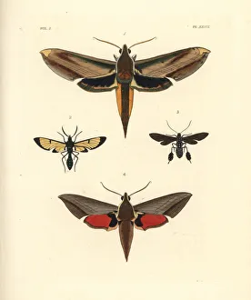 Exotic moths including yam and Levant hawkmoths Exotic moths including yam and Levant hawkmoths