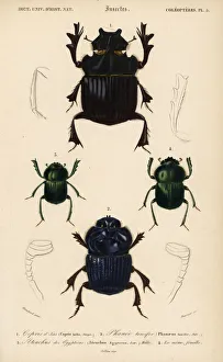 Exotic scarab beetles Exotic scarab beetles
