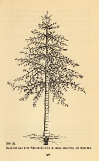 Extinct arborescent horsetail, Calamite genus Extinct arborescent horsetail, Calamite genus