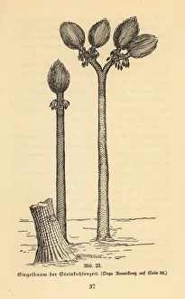 Extinct arborescent plant, Sigillaria genus, Carboniferous Extinct arborescent plant, Sigillaria genus, Carboniferous