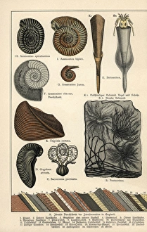 Extinct crinoids, ammonites and squid Extinct crinoids, ammonites and squid
