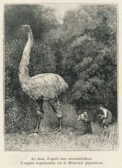 Discovered Gallery: Extinct / Dinornis / Moa