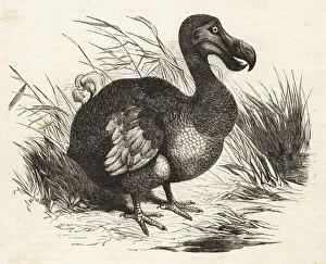 Extinct flightless bird, the Dodo, Raphus cucullatus Extinct flightless bird, the Dodo, Raphus cucullatus