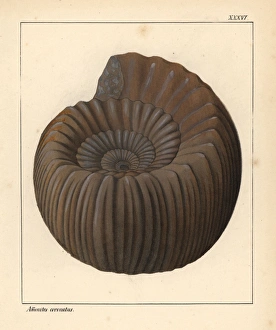 Extinct fossil gastropod: Ammonites coronatus Extinct fossil gastropod: Ammonites coronatus