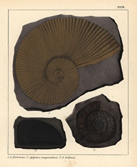 Extinct fossil gastropods: Ammonites fimbriatus Extinct fossil gastropods: Ammonites fimbriatus