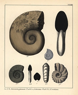 Extinct fossil gastropods: Ammonites jurensis Extinct fossil gastropods: Ammonites jurensis