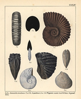 Extinct fossil gastropods: Ammonites torulosus Extinct fossil gastropods: Ammonites torulosus
