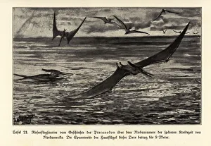 Extinct giant Pterosaurs, Pterandodon genus, Cretaceous Extinct giant Pterosaurs, Pterandodon genus, Cretaceous