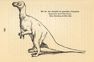 Iguanodon Collection: Extinct Iguanodon bernissartensis