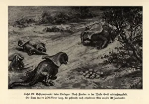 Extinct oviparous Protoceratops laying eggs Extinct oviparous Protoceratops laying eggs