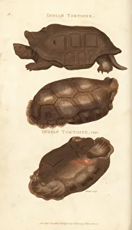 Extinct Reunion giant tortoise and saddle-backed Extinct Reunion giant tortoise and saddle-backed