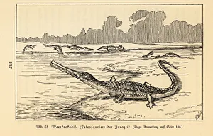 Extinct sea crocodile, Teleosaurus genus, Jurassic period Extinct sea crocodile, Teleosaurus genus, Jurassic period