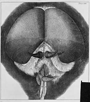 <b class=qtipBold><figcaption>Eye of a fly</figcaption></b><br>Page 201. From 'Micrographia or some Physiological description of minute bodies made by magnifying glasses', 1665 by Robert Hooke. Date:<br><em>© Mary Evans / Natural History Museum</em> Eye of a fly