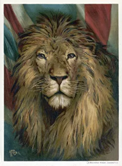 <b class=qtipBold><figcaption>Face of a Male Lion</figcaption></b><br>The noble head of a male lion. (panthera leo)<br><em>© Mary Evans Picture Library</em> Face of a Male Lion