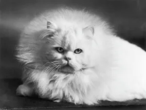 Facial Gallery: Face of White Persian