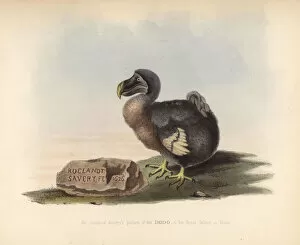 Facsimile of a picture of a dodo by Roelandt