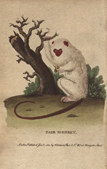 Fair monkey or silvery marmoset with bright Fair monkey or silvery marmoset with bright