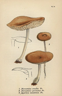 Fairy ring champignon, Marasmius oreades 1 Fairy ring champignon, Marasmius oreades 1