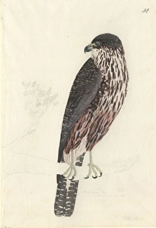 Falco novaeseelandiae, New Zealand falcon Falco novaeseelandiae, New Zealand falcon