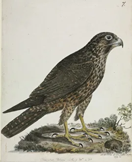 Falco peregrinus, peregrine falcon Falco peregrinus, peregrine falcon