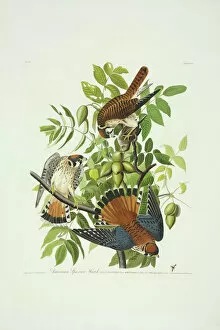 Bird Of Prey Gallery: Falco sparverius, American kestrel