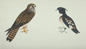 Falco tinnunculus, common ketsrel, Aviceda leuphotes, black Falco tinnunculus, common ketsrel, Aviceda leuphotes, black