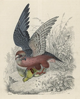 <b class=qtipBold><figcaption>Falcon and Prey</figcaption></b><br>A falcon - almost certainly a kestrel, though the colours are incorrect - has captured a bird, apparently a canary.<br><em>© Mary Evans Picture Library</em> Falcon and Prey