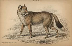 Related Images Gallery: Falkland Island Aguara-dog, Dusicyon australis
