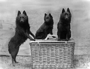 Images Dated 17th August 2018: Fall / 3 black Schipperkes posing on a wicker basket