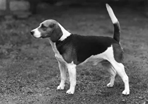 Herrick Gallery: FALL / BEAGLE / 1958