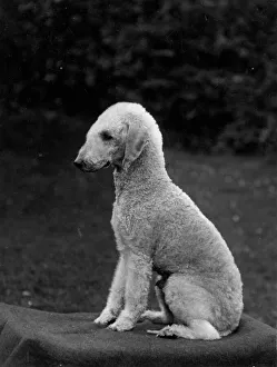 Breeds Gallery: Fall / Bedlington / 1937