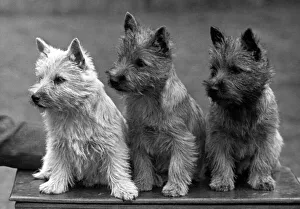 Breeds Gallery: Fall / Cairn Terrier / 1949