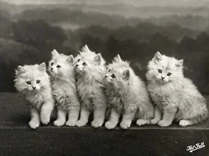 <b class=qtipBold><figcaption>Fall/Chinchilla Kittens</figcaption></b><br>A row of five adorable white fluffy chinchilla kittens.<br><em>© Mary Evans Picture Library/THOMA</em> Fall/Chinchilla Kittens