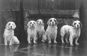 Breeds Gallery: Fall / Clumber Spaniel / 36