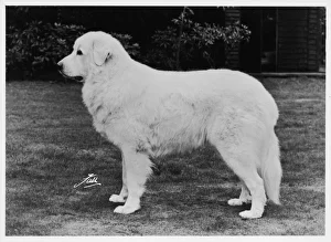 1970 Gallery: Fall / Crufts / Pyrenean Dog