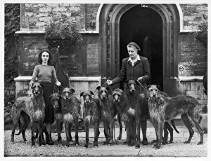 Breeds Gallery: Fall / Deerhounds / 1950