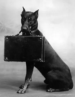 Briefcase Gallery: FALL / DOBERMANN / 1940