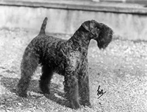 Images Dated 17th August 2018: Fall / Kerry Blue Terrier / Champion Princeton Hell-Of-A-Fellow