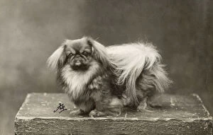 Related Images Gallery: FALL / PEKINGESE / 1928
