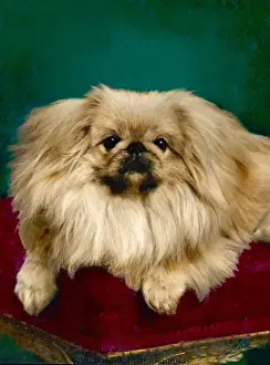 Fall Pekingese Print