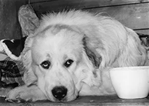 Bored Gallery: FALL / PYRENEAN DOG / 1973