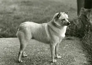Schipperke (Utility, Dogs Domestic)
