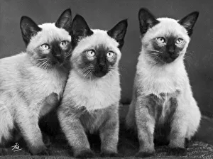 <b class=qtipBold><figcaption>Fall/Siamese Kittens</figcaption></b><br>A group of three sweet Siamese kittens sitting together.<br><em>© Mary Evans Picture Library/THOMA</em> Fall/Siamese Kittens
