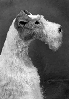 Breeds Gallery: Fall / Wire Fox Terrier / 54