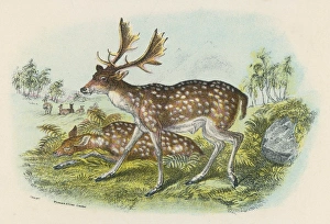 <b class=qtipBold><figcaption>Fallow Deer</figcaption></b><br>FALLOW DEER<br><em>© Mary Evans Picture Library</em> Fallow Deer