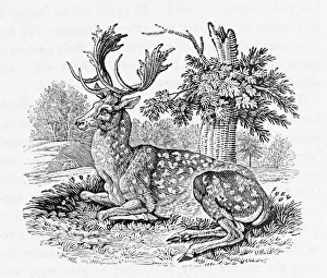 <b class=qtipBold><figcaption>Fallow-Deer (Bewick)</figcaption></b><br>Cervus dama Le Dain, according to Buffon<br><em>© Mary Evans Picture Library</em> Fallow-Deer (Bewick)