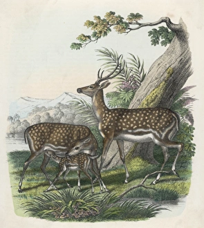 <b class=qtipBold><figcaption>Fallow Deer, German</figcaption></b><br>German fallow deer<br><em>© Mary Evans Picture Library</em> Fallow Deer, German