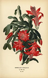 False Christmas cactus, Schlumbergera truncata False Christmas cactus, Schlumbergera truncata