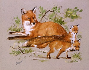 <b class=qtipBold><figcaption>A family of foxes</figcaption></b><br>A Mother red fox (vulpes vulpes) and her litter of two small cubs. Painting by Malcolm Greensmith<br><em>© Mary Evans/Malcolm Greensmith</em> A family of foxes
