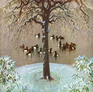 Snowy Gallery: Family Tree by Vernon Ward